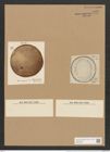 Campylodiscus latus var. upolensis Grun. (de-Toni-Nr.: Genus 57, Species 2460) Zeichnungen Sammlung Grunow Nr. 4960 (NHMW-BOT-W0373183)